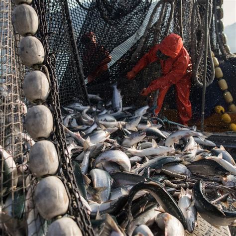 circle fish|Circle Seafoods .